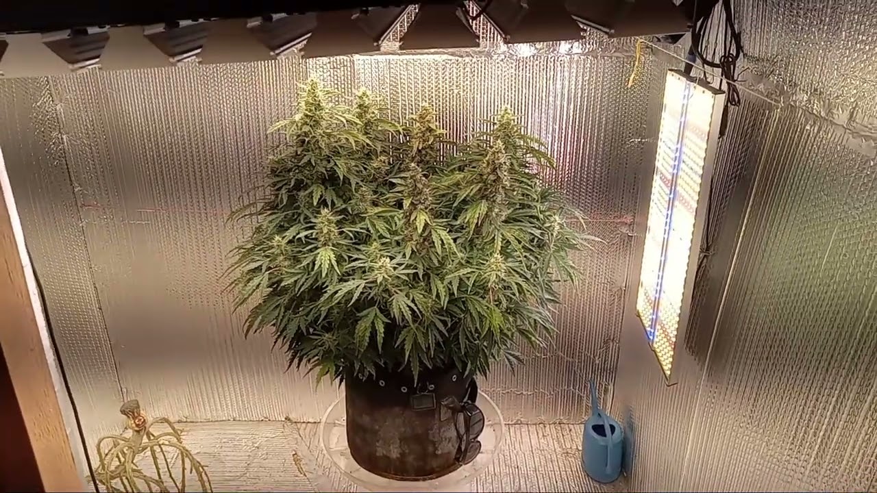 Update on a critical 2.0 and Nuwberry