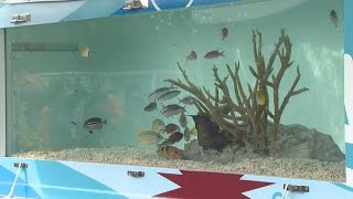 あなたの町に移動水族館 「うみくる号」を公開