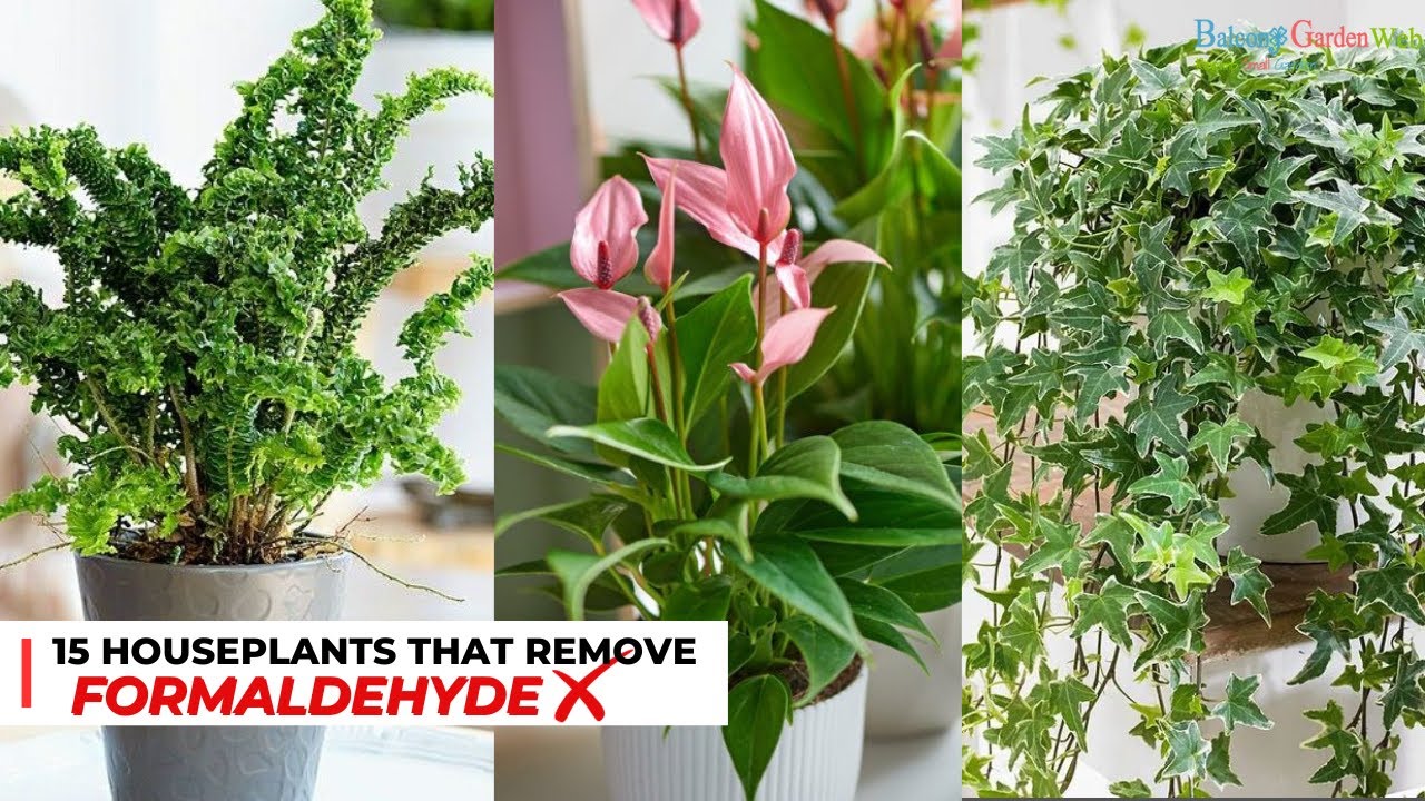 15 Houseplants That Remove Formaldehyde YouTube