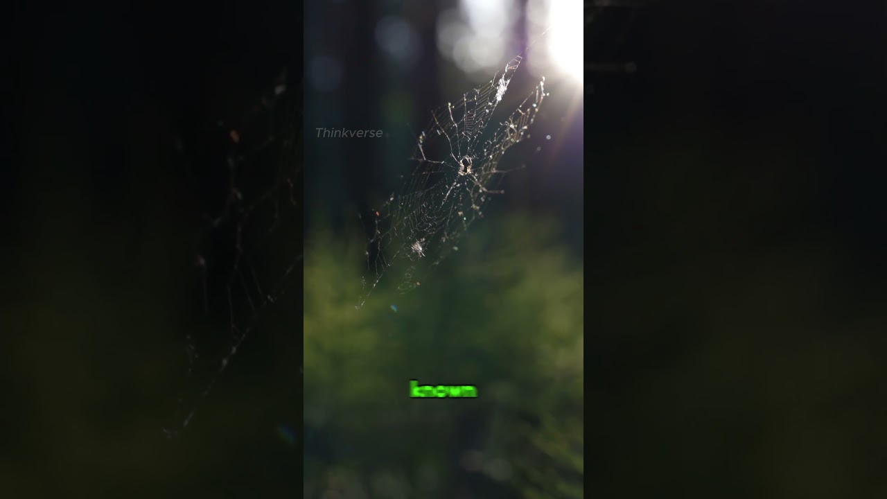 The Secret Power of Spider Silk — Stronger Than Kevlar! 🕸️😱