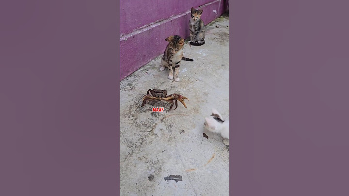 Seru banget! kepiting sama kucing pada ribut 🤣 #animals ##shorts #kucinglucu #kucing