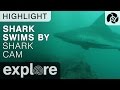 Shark Swim By - Shark Cam - Live Cam Highlight
