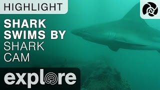 Shark Swim By - Shark Cam - Live Cam Highlight