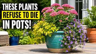 Famous 9 Lazy Perennials That Thrive in Pots and Ignore Neglect Wealth