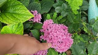 double delight perfection mophead hydrangea