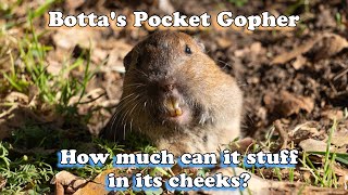 {{4K Botta's Pocket Gopher}} pokes its head out and stuffs its cheeks!