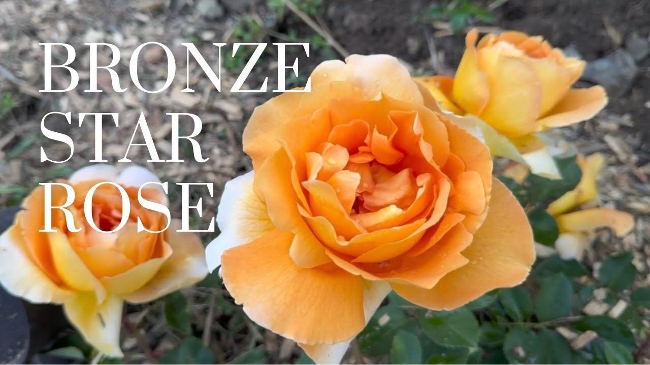 The DELICIOUSLY fragrant BRONZE STAR ROSE! YouTube