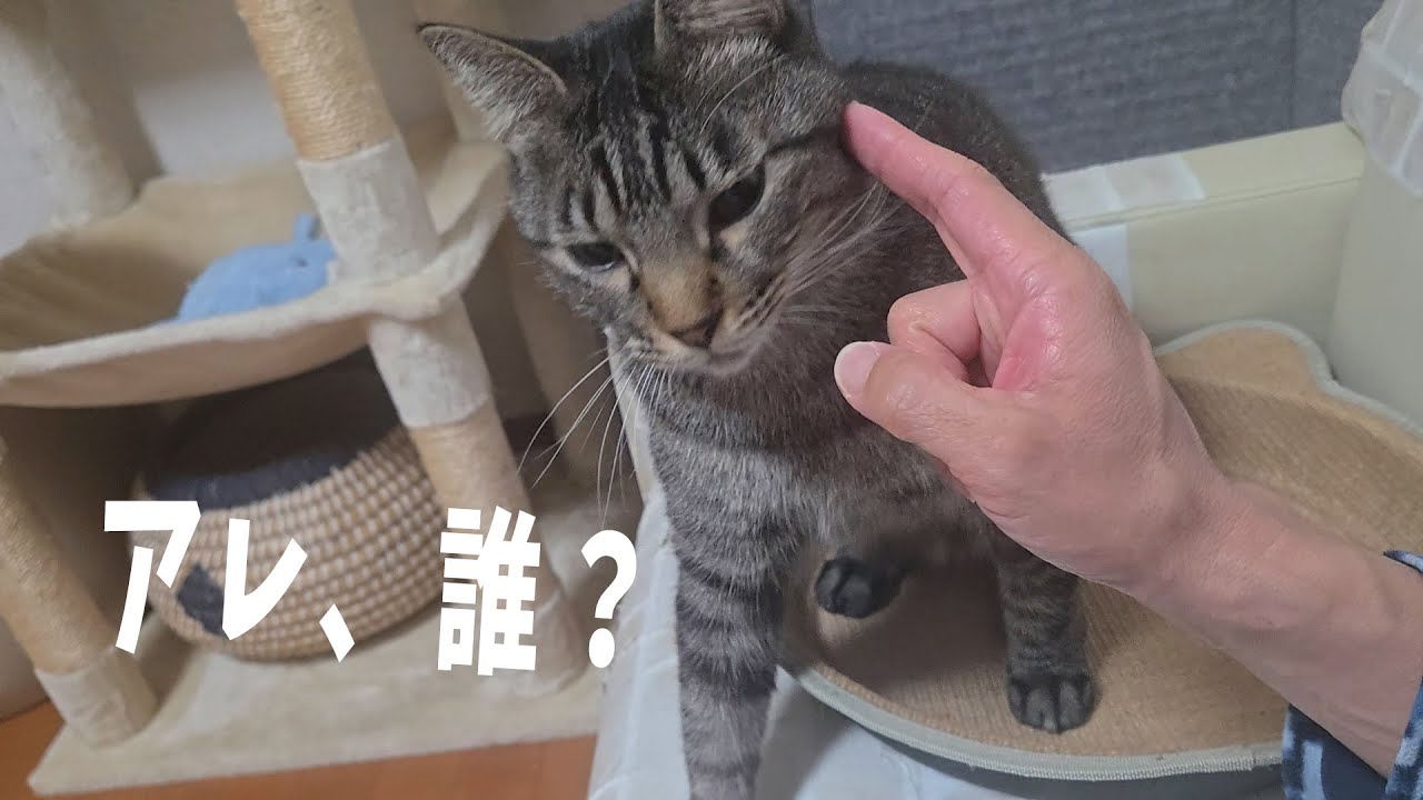 Taro started taking supplements and found something before going