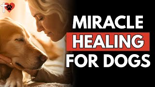 This Prayer Saved My Dog’s Life - Urgent Healing for Sick Pets – prayer for dogs
