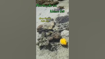 WHEN LIFE GETS HARD, JUST PUFF- PUFFER FISH😅 #pufferfish #sea