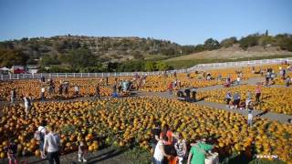 Pumpkin Festival 2016