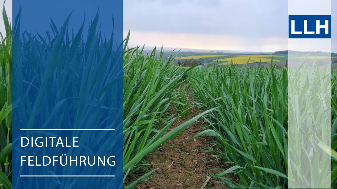 Digitale Feldführung: Wachstumsregler im Winterweizen - YouTube
