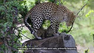 From Vision to Impact: Panthera’s 20-Year Journey Protecting Wild Cats