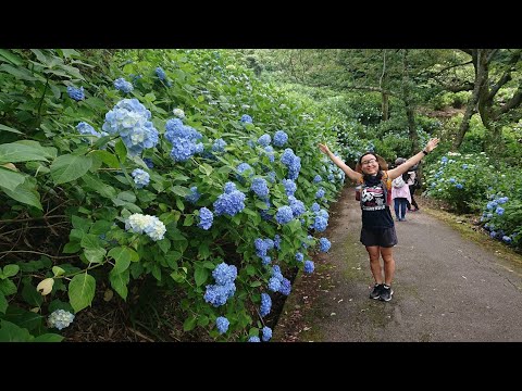 ヤケーヌで行く生駒あじさい園
