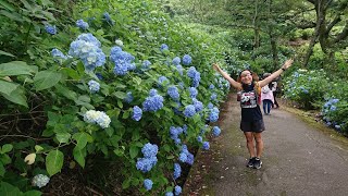 ヤケーヌで行く生駒あじさい園