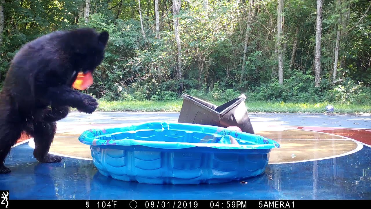 Best of the Bears Playing with Balls in Our Yard YouTube