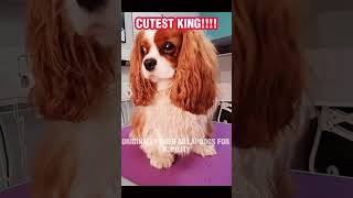 Royalty in Fur: Uncovering the Charm of Cavalier King Charles Spaniel Dogs | #shorts #short #cute