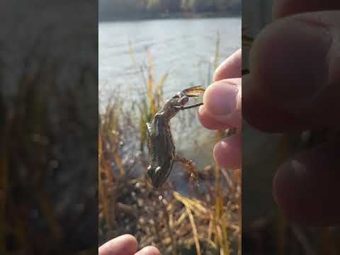 Видео: Как сохранить рассеченную лягушку?