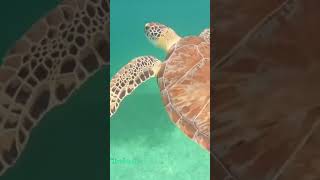 La tortuga blanca. Especie amenazada por contaminación de playas. #naturaleza #travel #playa #tur