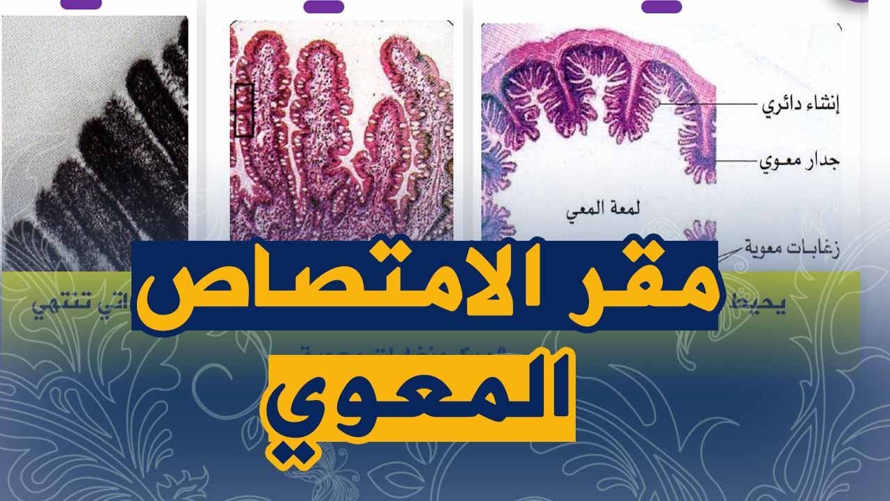 الدرس:5بنية جدار المعي الدقيق علوم طبيعية للسنة الرابعة متوسط الجيل الثاني