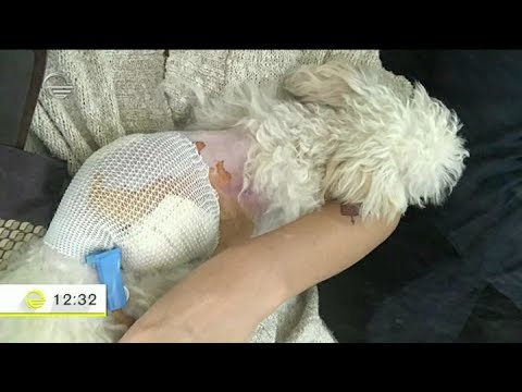 ნანიკო ხაზარაძის პუდელი ძაღლებმა დაგლიჯეს