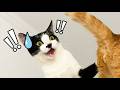 😹 Cat Video Fails Compilation 2025 Funny Cats Falling & Rolling – Try Not To Laugh!