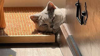 Catnip and a new box! Happy me ❤