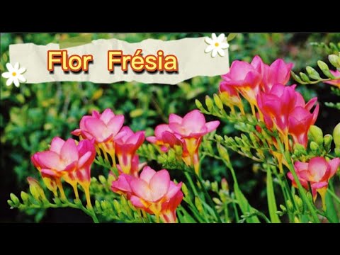 Frésia Flor Frésia, flor desbrochando, Plantas Delicada, plantas  decorativa. - thptnganamst.edu.vn