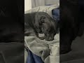 Любимка . 🐕🦺❤️