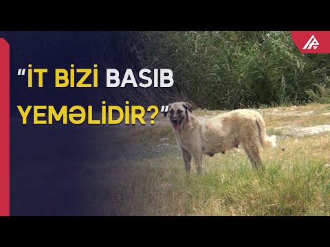 Video: İtlər naringi yeyir?