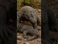 Komodo Dragon Cannibalism! Real Footage | Deadly Fight Between Two Monitors