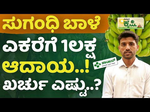 ಸುಗಂಧಿ ಬಾಳೆ ಬೆಳೆಯಲು ಎಷ್ಟು ಖರ್ಚಾಗುತ್ತೆ..? |  Vistara Krishi | Sugandhi Banana Farming In Hospet