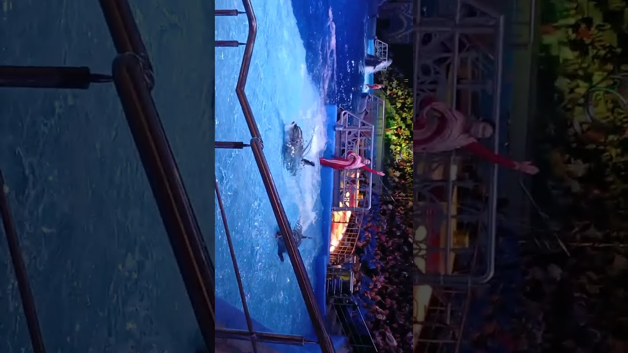 Москвариум дельфины