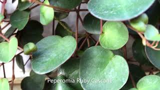 Peperomia Ruby Cascade in a Mailbox | Succulents of The Day | Leaf and Designs | Succulentas Del Dia Profile