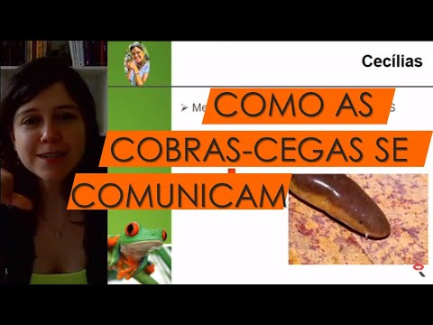 Vídeo: Como os galagos se comunicam?