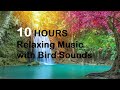 10 HOURS Relaxing Music with Bird Sounds, Piano Music for Sleeping, Studying and Relaxation