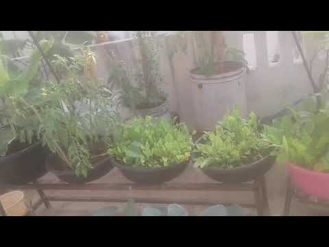 Video: Bucket Container Vegetables - Siv thoob rau cog zaub