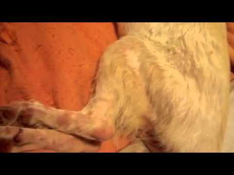 فيديو: اعتلال النخاع التقدمي في الكلاب