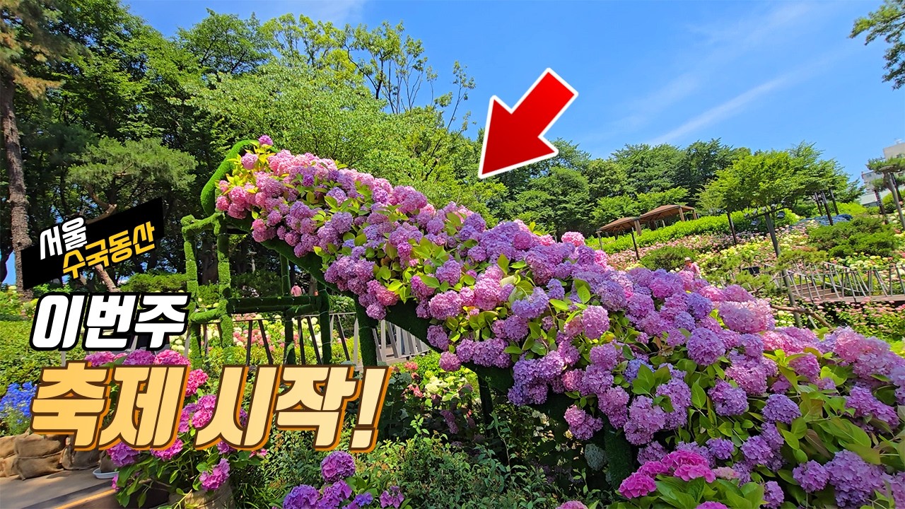 차 없이 떠나는 초여름 꽃길 나들이 | 그늘 숲길과 화려한 수국 정원을 한 번에 걷는 트레킹 코스