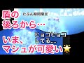 【FGO】いま、マシュの宝具がとても可愛い|たぶん期間限定のマシュ宝具動画