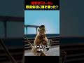 【実話】両足を失った鉄道員を救ったのは「猿」だった!?9年間ノーミスという驚愕の伝説 #海外 #shorts