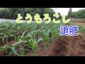 トウモロコシ追肥