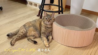 女友達と遊んだ時の元彼女と態度が似てる猫【成保護猫と暮らしたくなるまとめ#24】