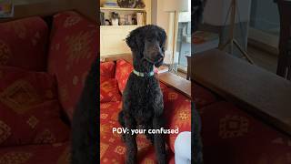 POV: you’re confused #relatable #fyp #funny