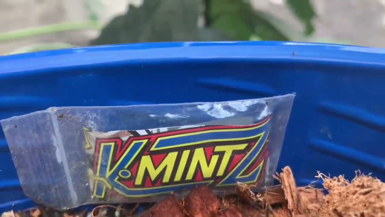 Kmintz from Ripperseed by Goc Lab