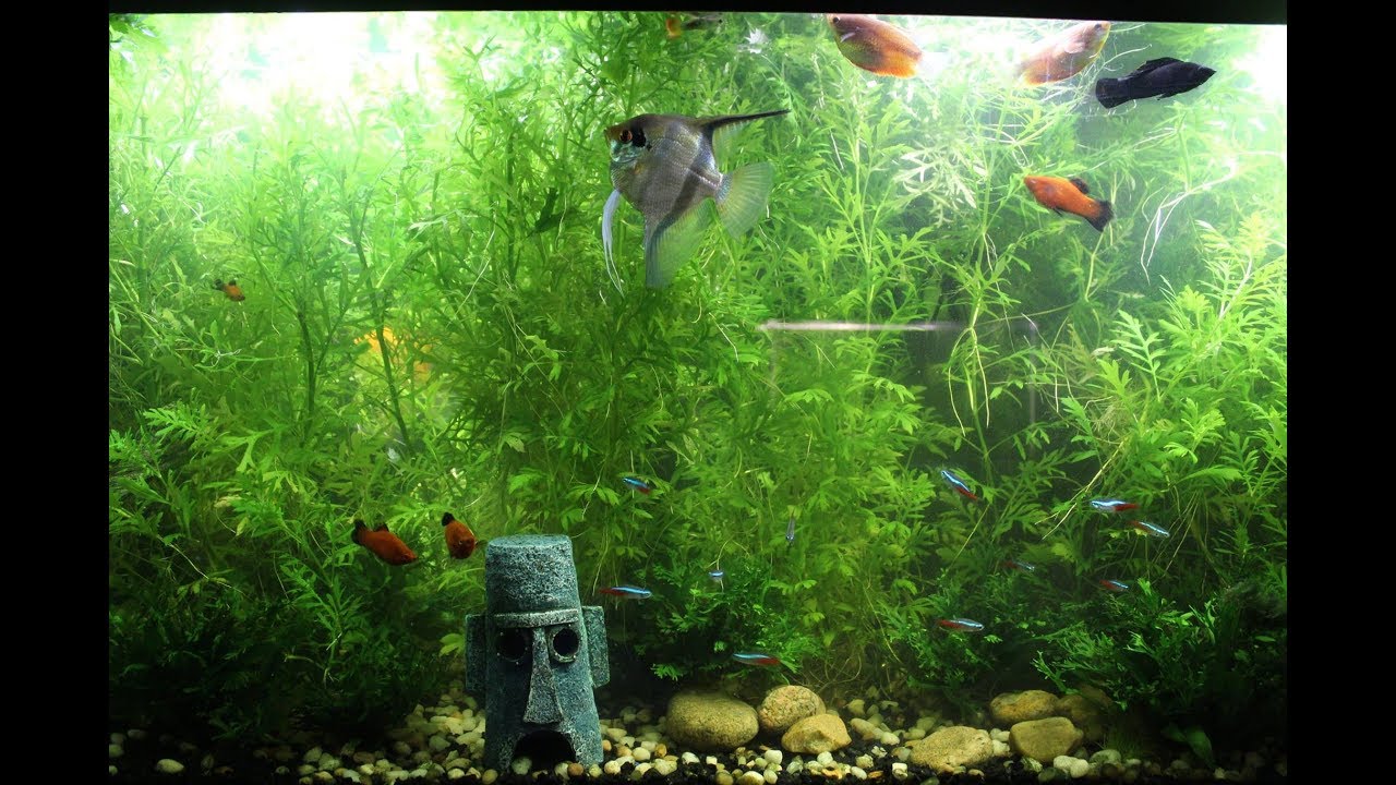 How To Grow Aquarium Plants Without Co2 Aquarium Views how-to-grow-aquarium-plants-without-co2-aquarium-views