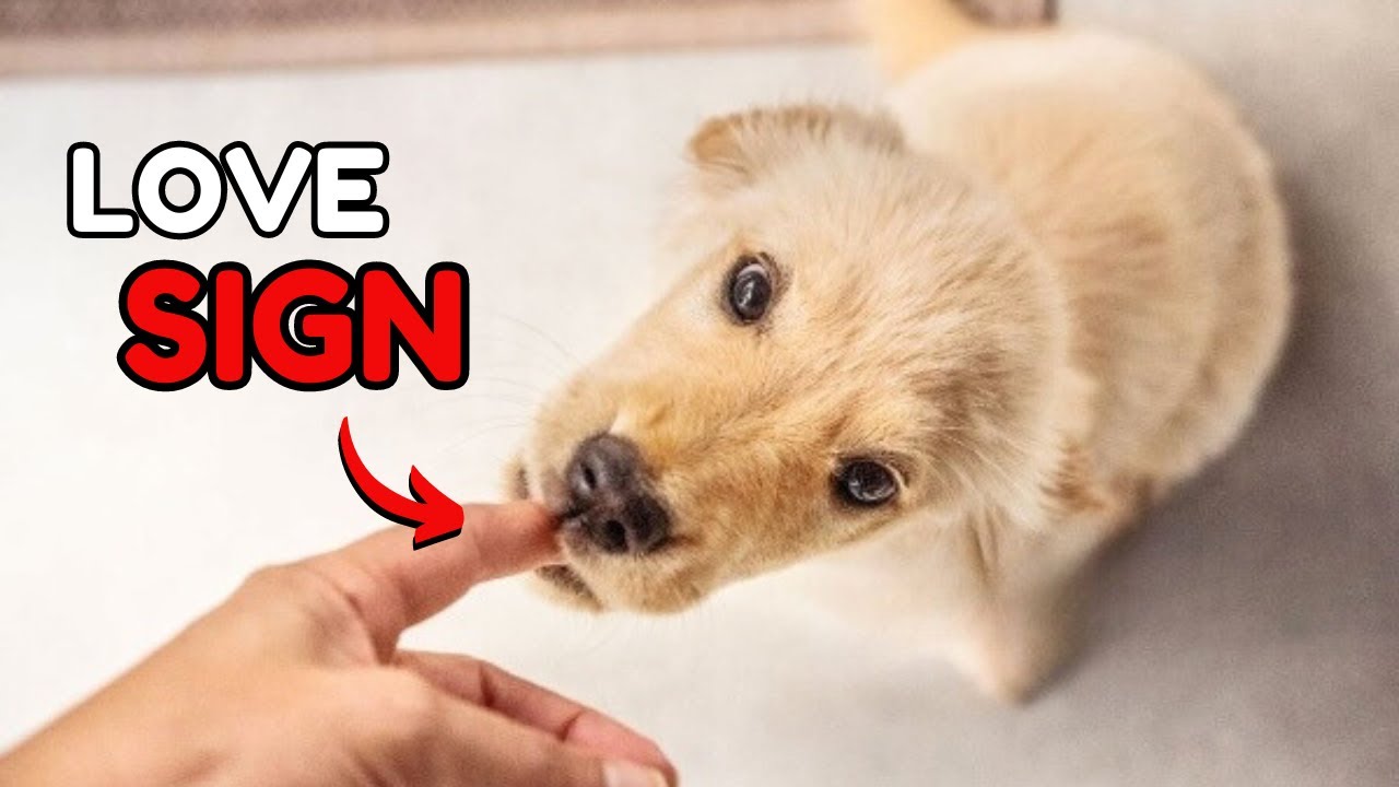 9 Signs That Your Dog Has Imprinted on You - YouTube