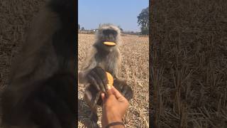Monkey Eating Biscuit Like a Pro 🐒🍪😳 #Shorts