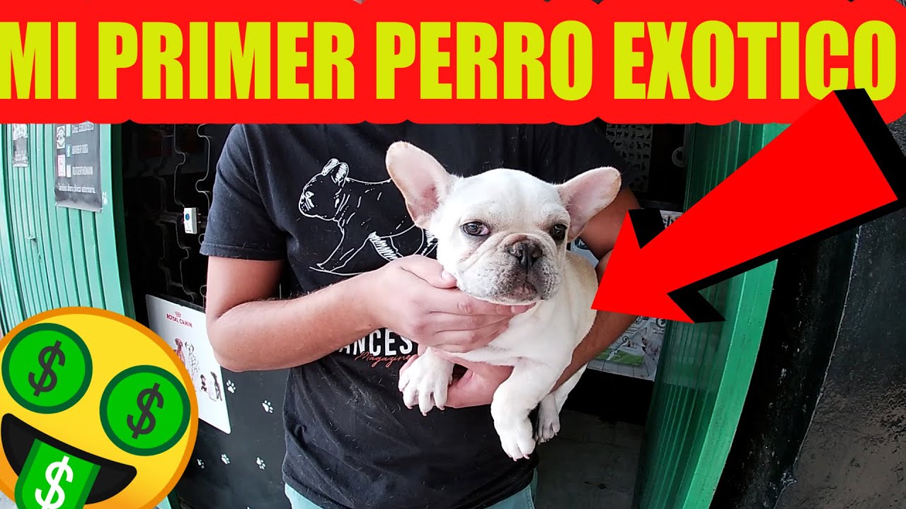 Mi primer Perro exótico Bulldog francés Mario Blogs - YouTube