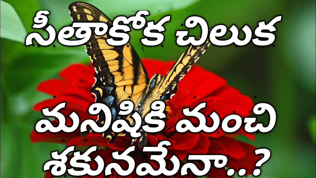 essay on butterfly in telugu